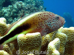 Blackside Hawkfish-hilu piliko'a,Mala ramp,Lahaina,Maui,C... by Jozef Butala 